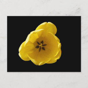 Yellow Tulip Postcard
