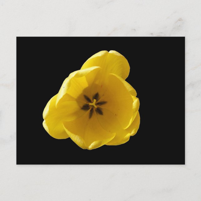 Yellow Tulip Postcard (Front)