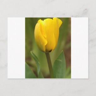 Yellow Tulip Postcard