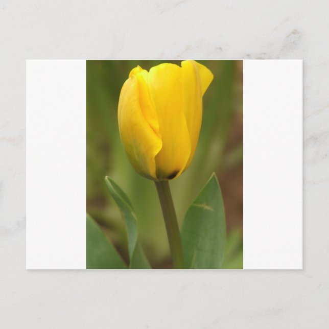 Yellow Tulip Postcard (Front)