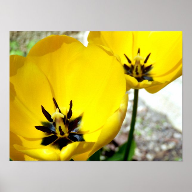 Yellow Tulip Poster (Front)