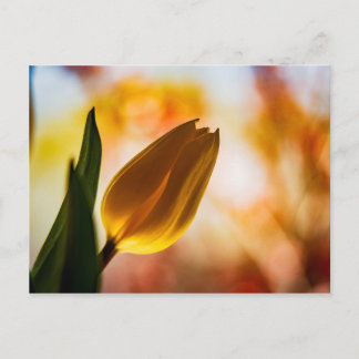 Yellow Tulip Quick Hello PostCard