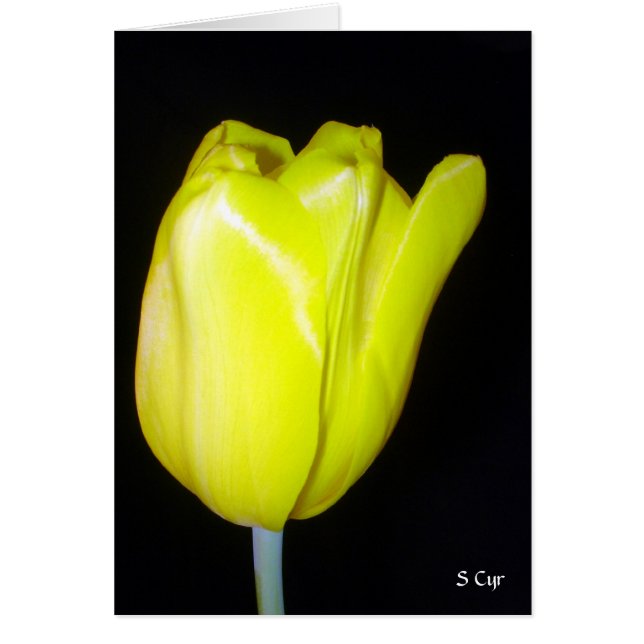 Yellow Tulip, S Cyr (Front)