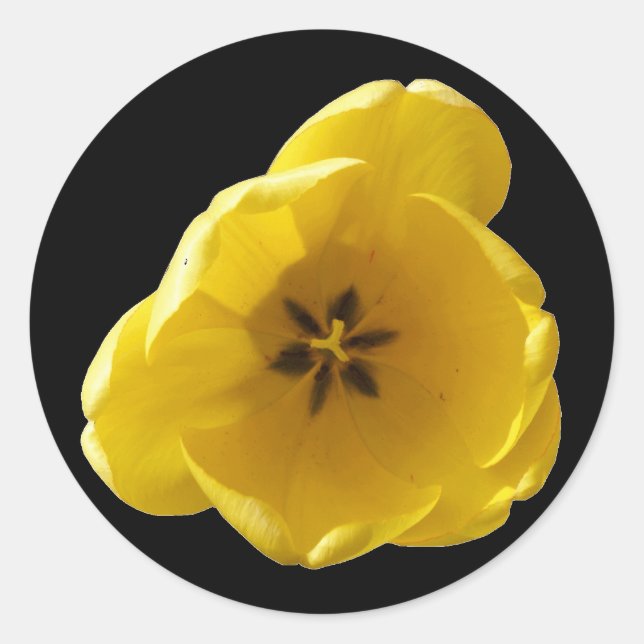 Yellow Tulip Sticker (Front)