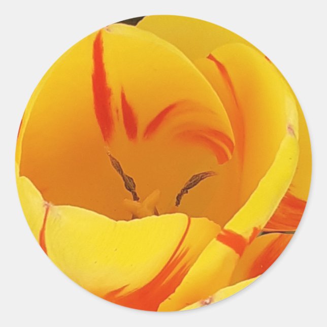 Yellow Tulip Sticker (Front)