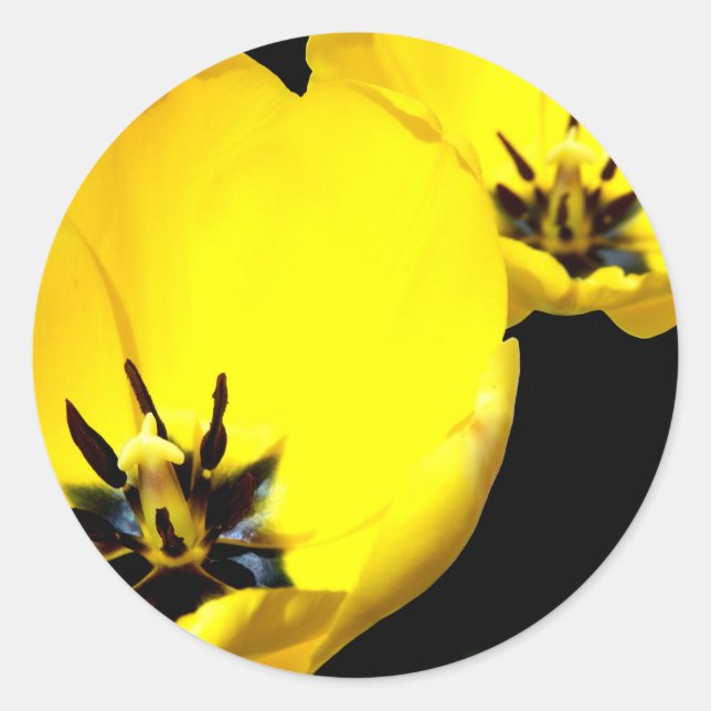 Yellow Tulip Stickers (Front)