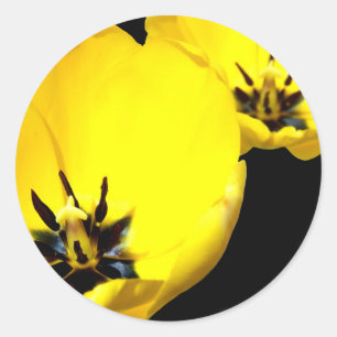 Yellow Tulip Stickers