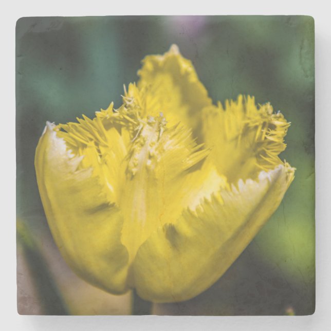 Yellow Tulip Stone Coaster (Front)