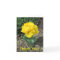 Yellow Tulip Thank You Card