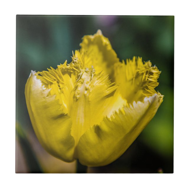 Yellow Tulip Tile (Front)
