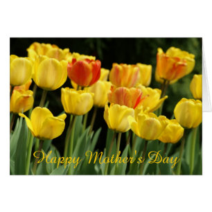 yellow tulips