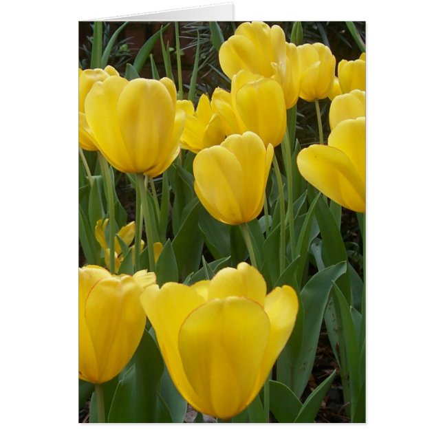 yellow tulips (Front)