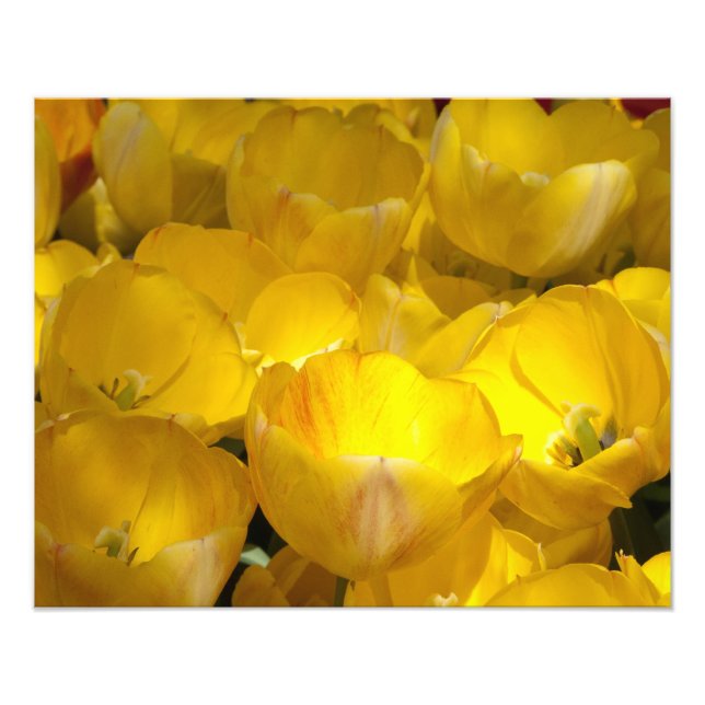 Yellow Tulips 20" x 16" Photo Print (Front)