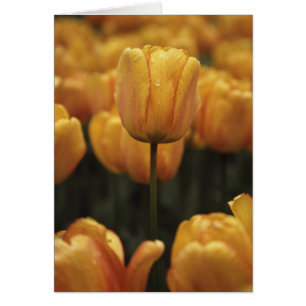 Yellow Tulips Blank Card