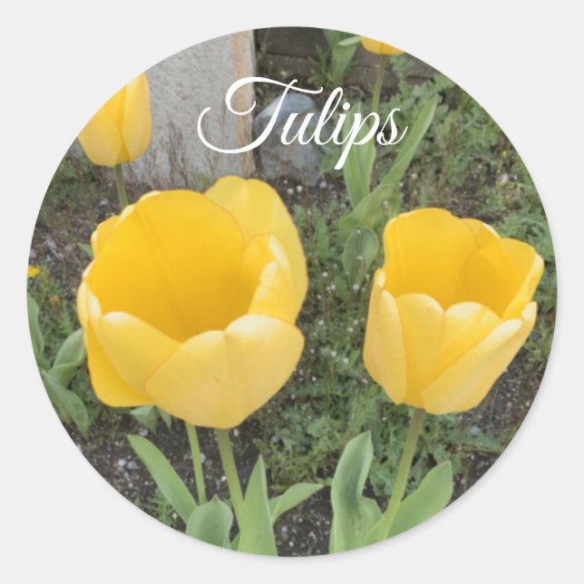 Yellow Tulips Classic Round Sticker (Front)