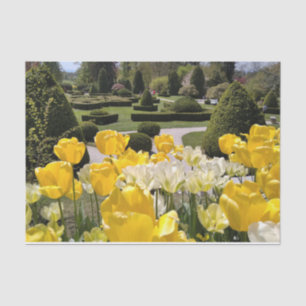 Yellow Tulips from Arboretum Volcji Potok Slovenia Tissue Paper