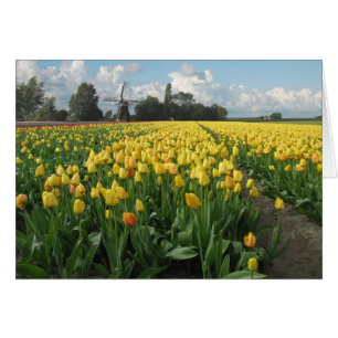 Yellow Tulips in a Field and Windmill in Holland
