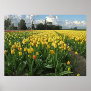 Yellow Tulips in a Field Holland Poster