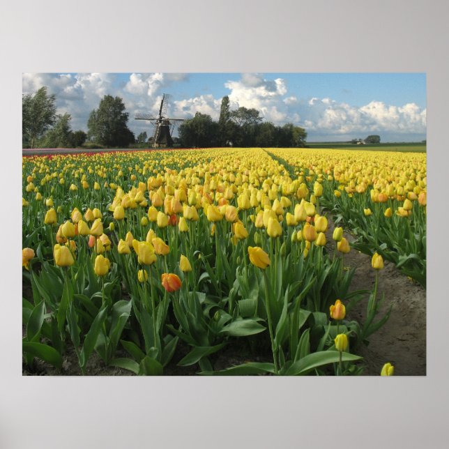 Yellow Tulips in a Field Holland Poster (Front)