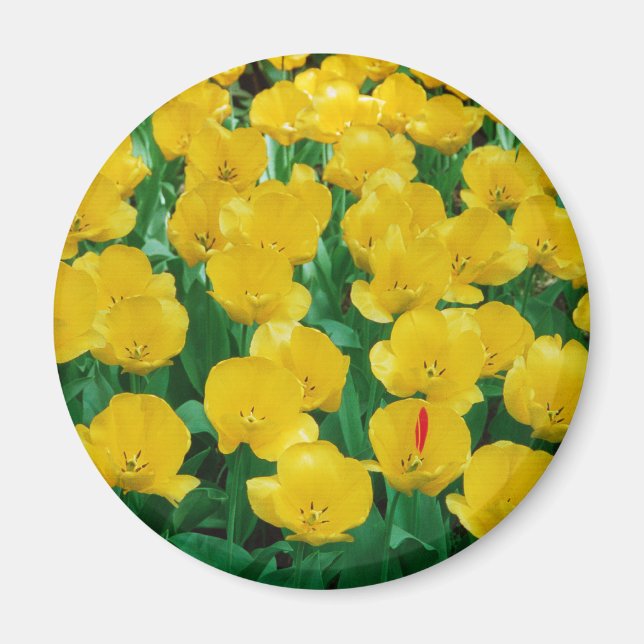 Yellow Tulips Magnet (Front)