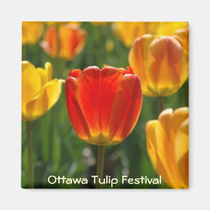 Yellow Tulips, Orange Tulips Magnet