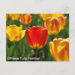 Yellow Tulips, Orange Tulips Postcard