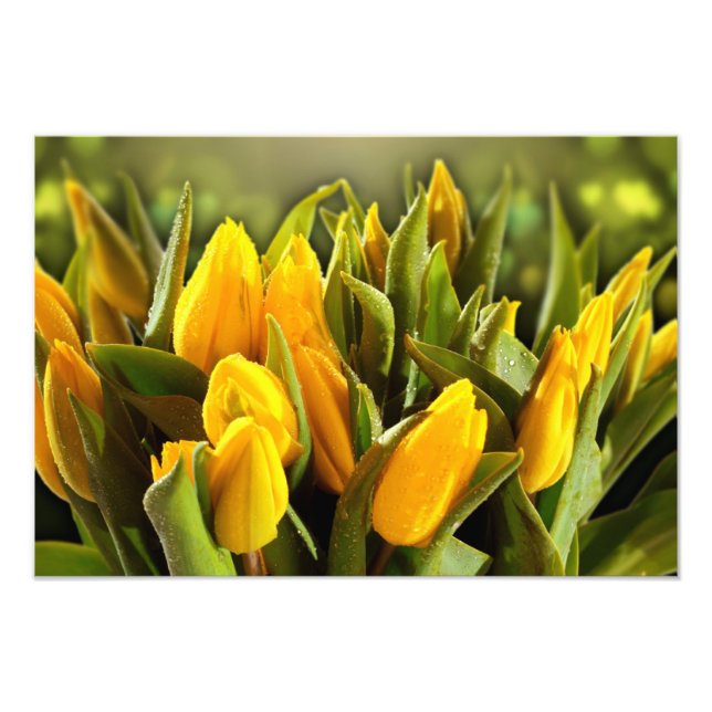 Yellow Tulips Photo Print (Front)