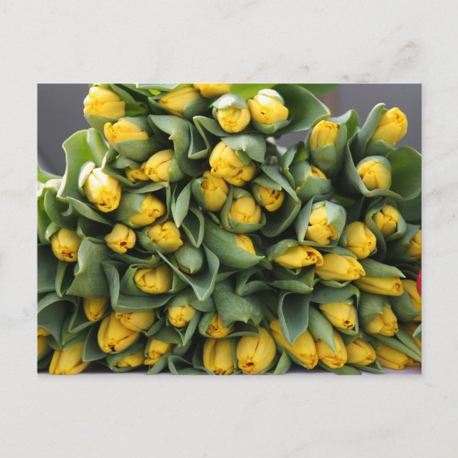 yellow tulips postcard (Front)