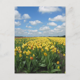 Yellow Tulips Postcard