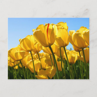 yellow tulips postcard