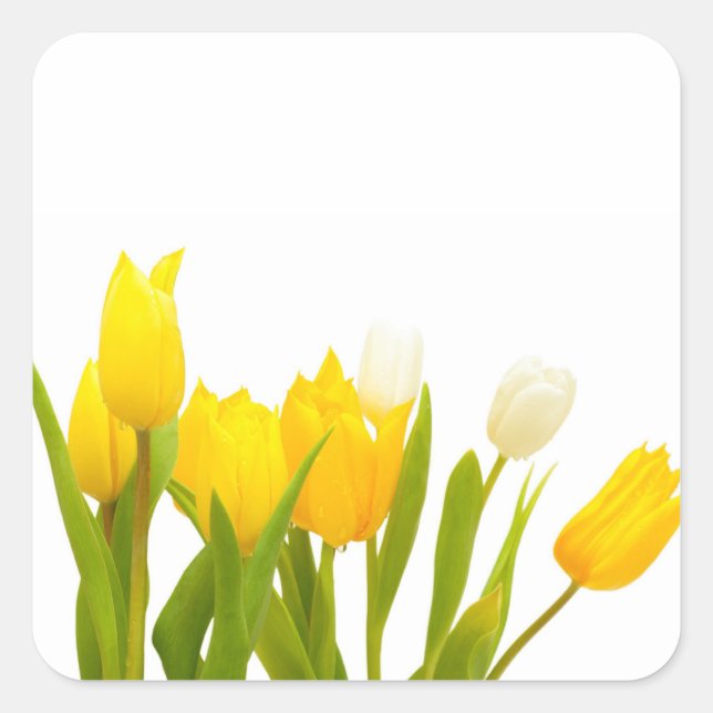 Yellow tulips square sticker (Front)
