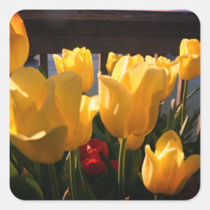 Yellow Tulips Stickers