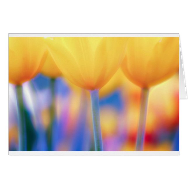 Yellow Tulips with Blue (Front Horizontal)