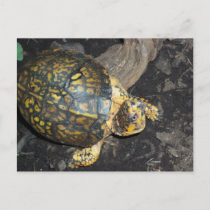 Yellow Turtle Postcard