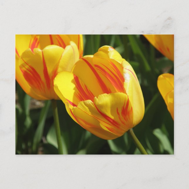 Yellow Variegated Tulip Postcard (Front)