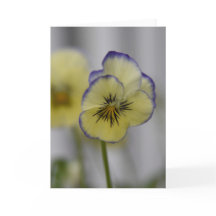 Yellow & Violet Pansy Photo – Vintage Cottagecore