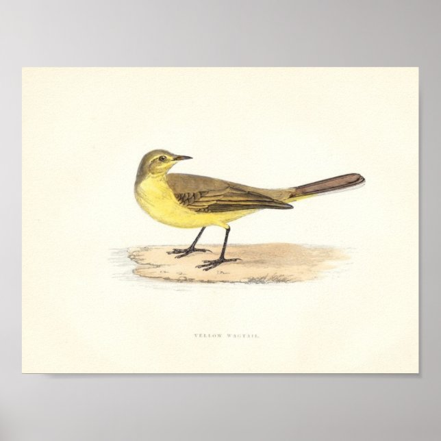 Yellow Wagtail Print (Front)