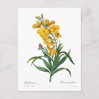 Yellow Wallflower Postcard