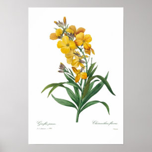 Yellow Wallflower Poster