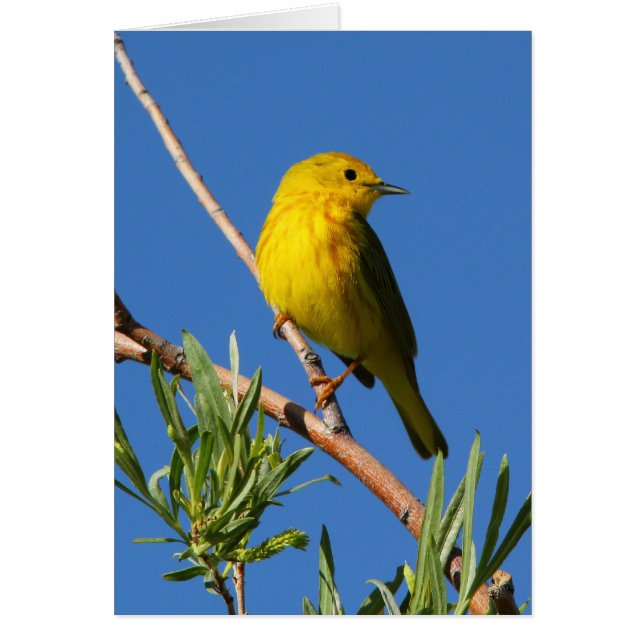 Yellow Warbler (Front)