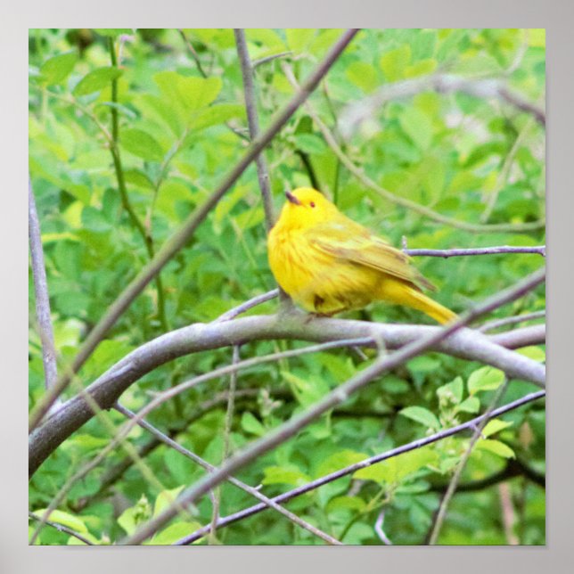 Yellow Warbler Bird in Tree Poster (Front)