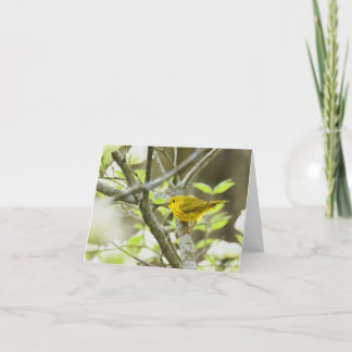 Yellow Warbler - Blank Note Card