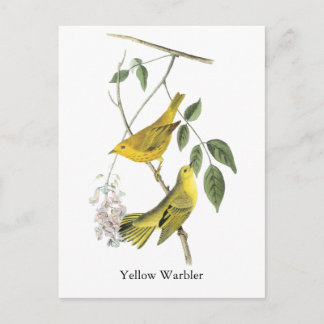 Yellow Warbler, John Audubon Postcard