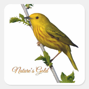 Yellow Warbler “Nature’s Gold” Printed Art Card Square Sticker