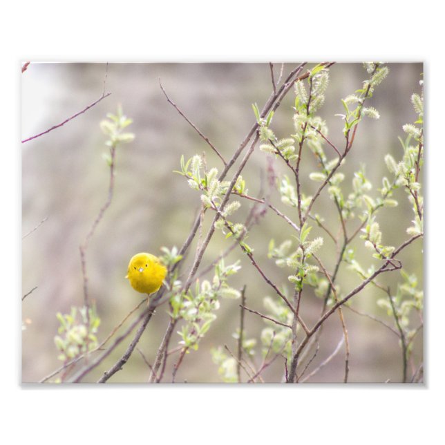Yellow Warbler Photography Print (Front)