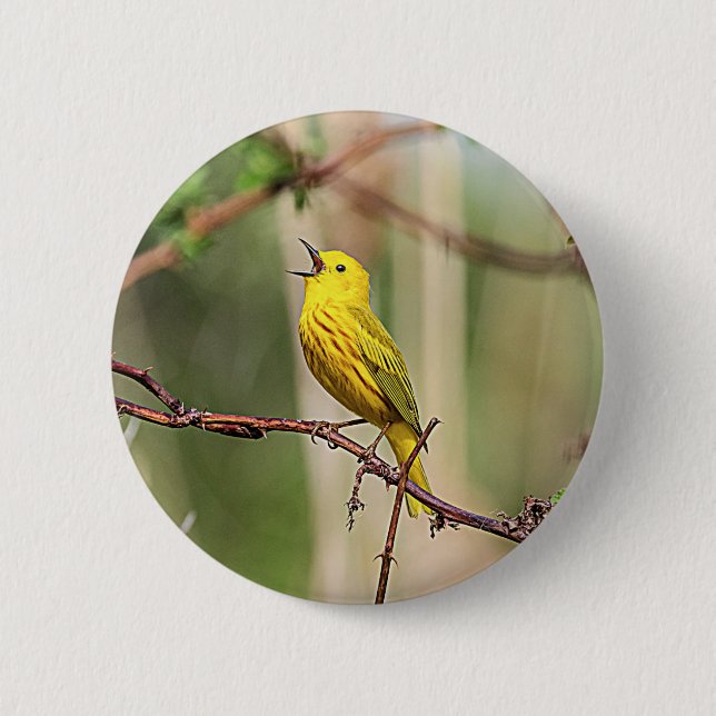 Yellow Warbler Singing 6 Cm Round Badge (Front)