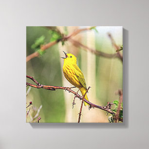 Yellow Warbler Singing Canvas Print