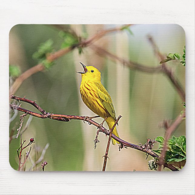 Yellow Warbler Singing Mouse Mat (Front)