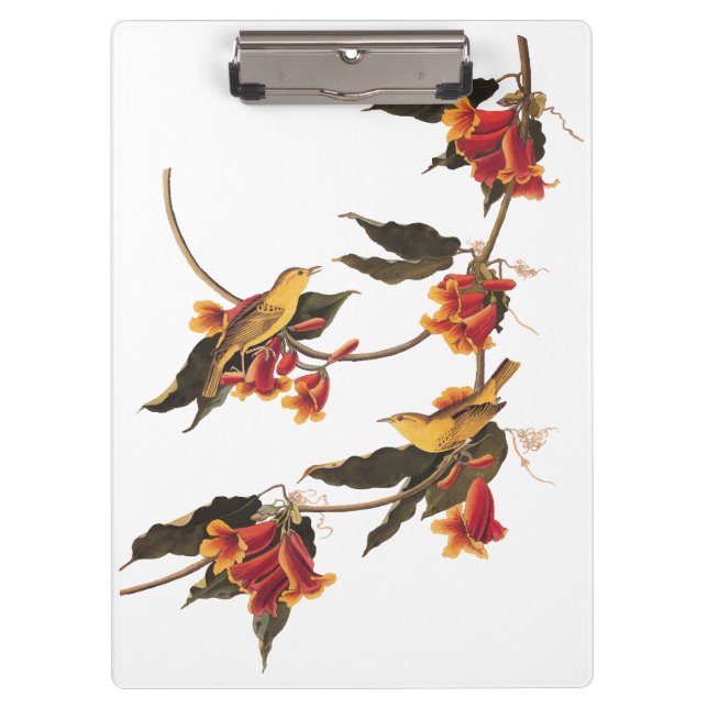 Yellow Warbler Songbirds on Flowering Crossvine Clipboard (Front)