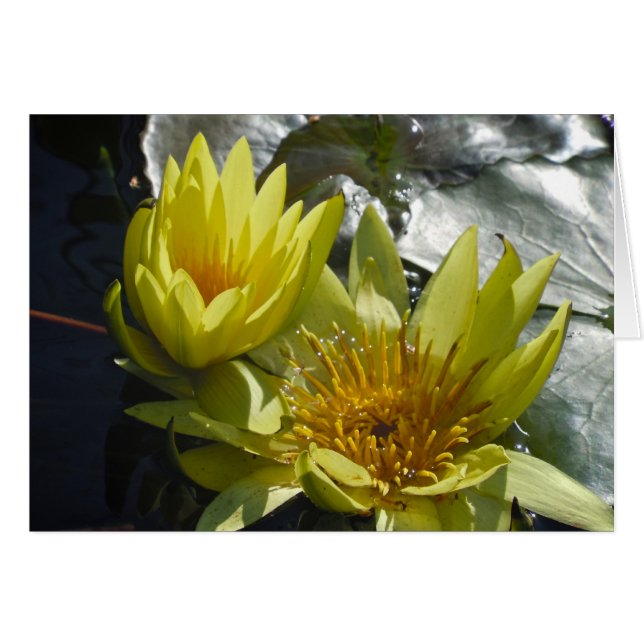 Yellow Water Lilies (Front Horizontal)